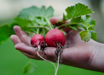 The Benefits of Transitioning to Natural Medicine:  An Interview with Dr. Ann Aresco, ND
