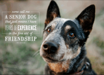 10 Ways Dogs Help You Live Longer