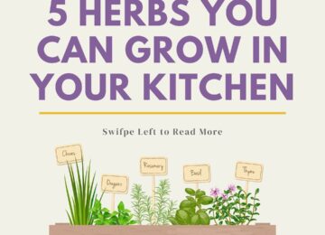 5 herbs you can grow in your kitchen