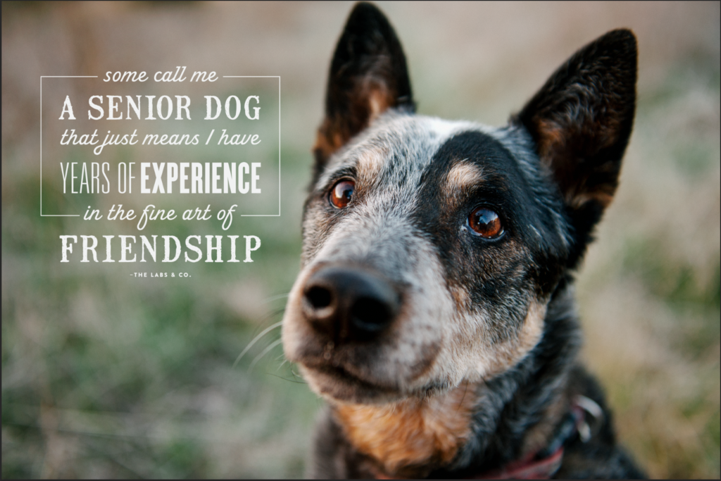 10 Ways Dogs Help You Live Longer featured image